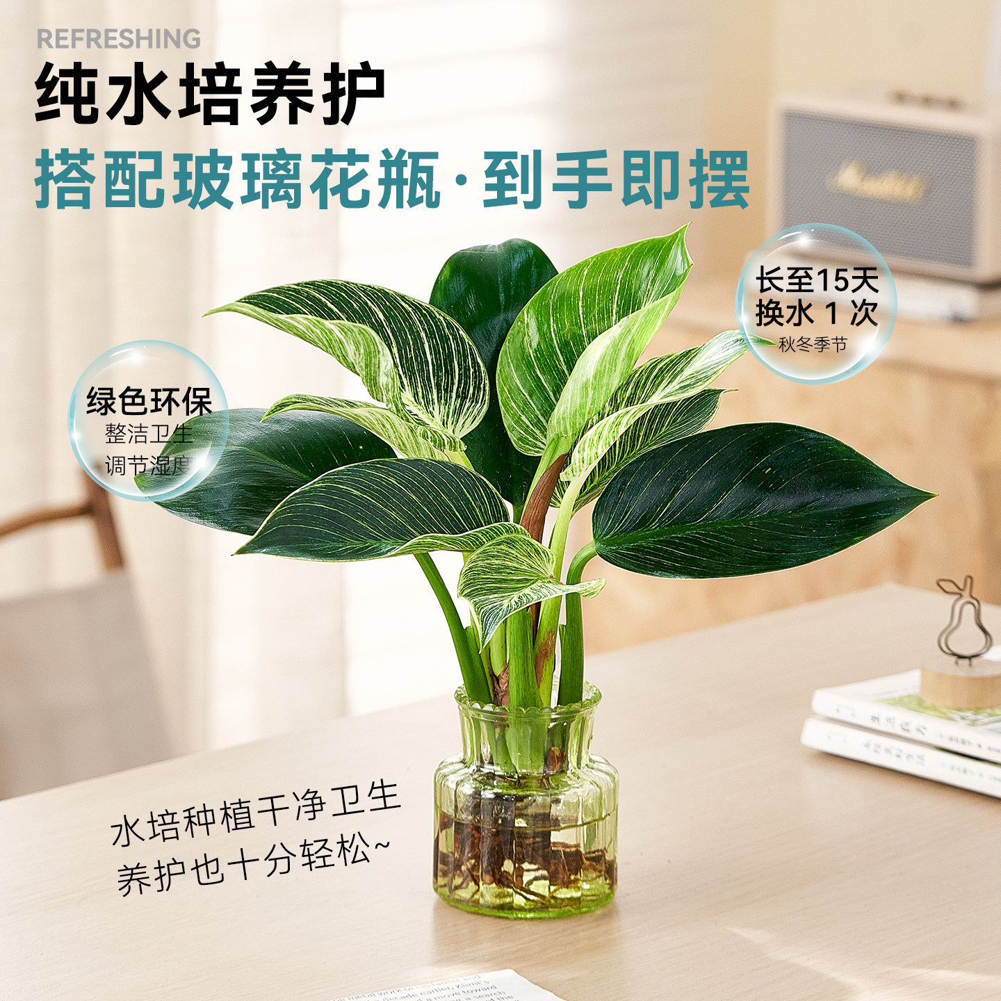 水培植物铂金钻蔓绿绒办公室桌面懒人好养绿植盆栽净化空气绿公主