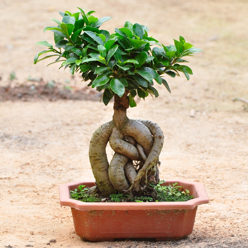 零壹花木绿植榕树室内桌面小榕树发财树花卉人参榕大型盆景带盆栽