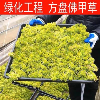 黄金佛甲草中华景天盆栽屋顶绿化庭院草坪耐寒耐热常青地被植物