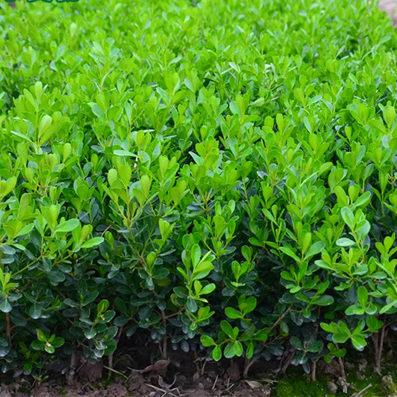 小叶黄杨苗庭院绿篱树苗瓜子黄杨苗小叶黄杨树苗大叶黄杨冬青苗