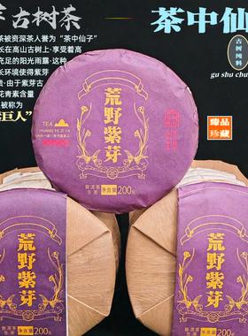云南古树茶 紫芽古树茶生茶 2023年头春头采古树春茶200g