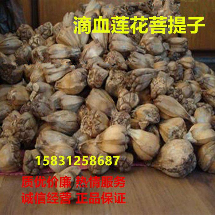 滴血莲花原籽菩提子山菠萝露兜树