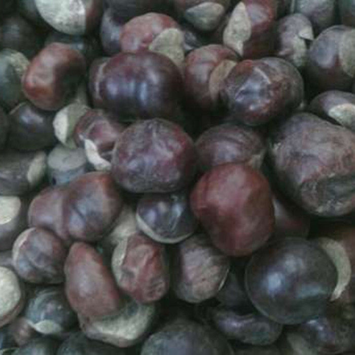 娑罗子500g梭罗子婆罗子桫椤果梭椤果娑萝籽娑罗片包邮