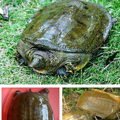 新款甲鱼狂提钓鱼小药饵料诱鱼剂野钓甲鱼黑鱼鲶鱼鳖类窝料添加剂