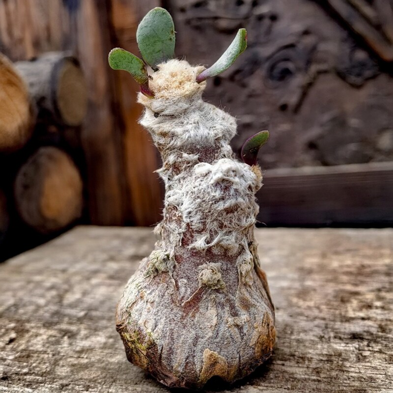 实生黄花恩特美块根厚敦菊多肉植物花卉绿植室内盆栽阳台四季好养