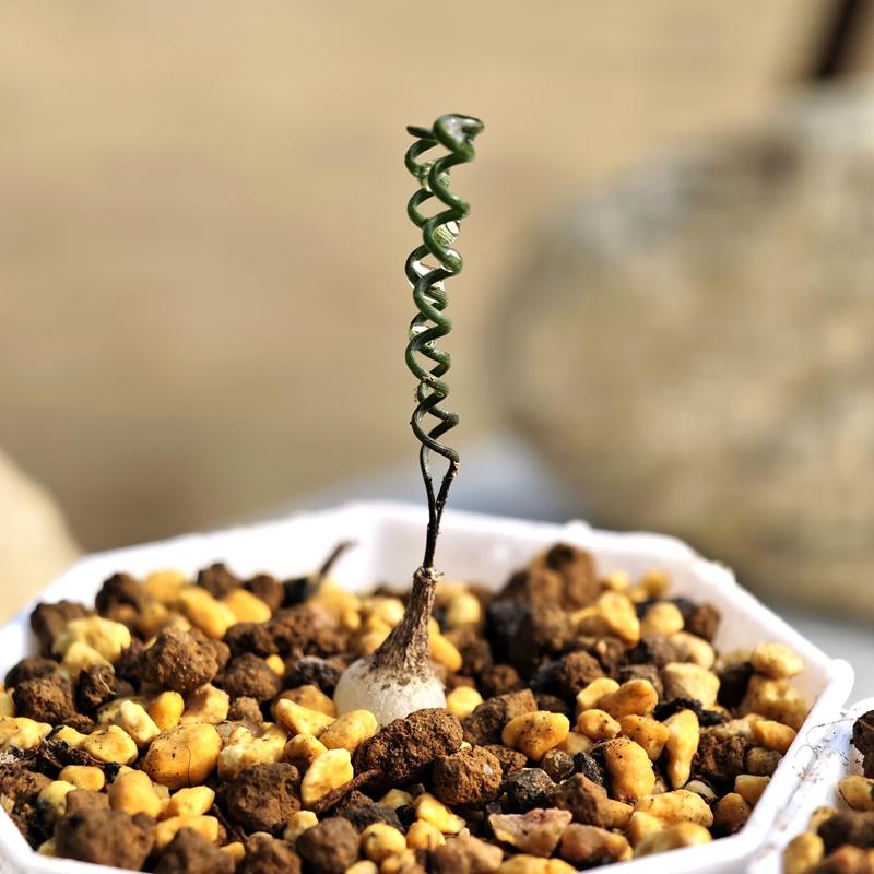 钢丝弹簧草冬型种块根多肉植物花卉绿植室内盆栽阳台窗台四季好养