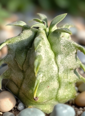 实生白衣魁伟玉多肉植物大戟科大型花卉绿植室内盆栽阳台四季好养