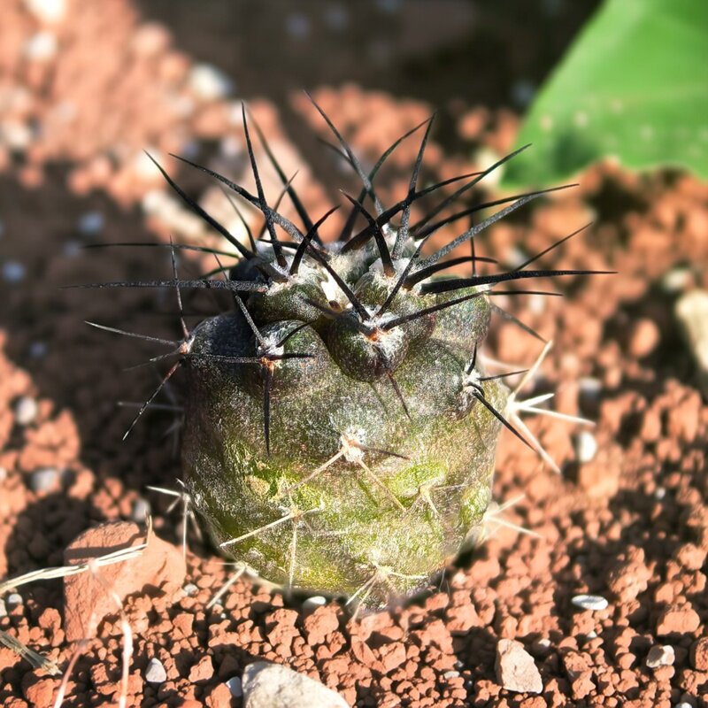 实生栗变玉假栗星玉仙人球龙爪多肉植物花卉绿植室内盆栽阳台好养
