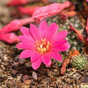 实生玫红宝山仙人球子孙球多肉植物花卉绿植室内盆栽阳台四季好养