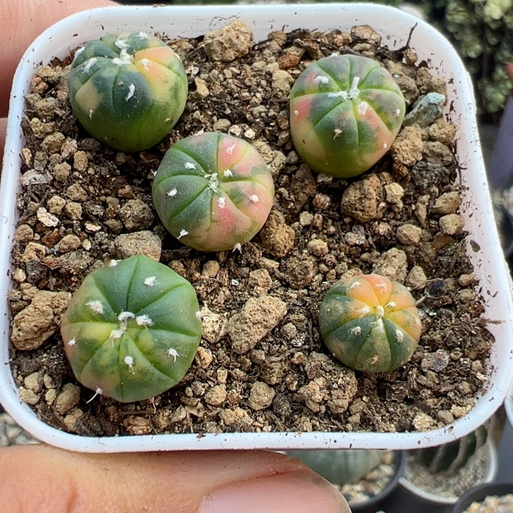 实生散斑兜锦