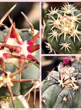 新采平丸仙人球种子金琥多肉植物
