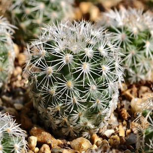 实生玉刺白琅玉仙人球娇丽多肉植物花卉绿植室内盆栽阳台四季好养