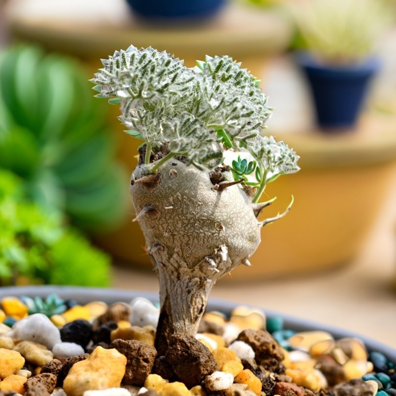 实生白皮月界块根粉花多肉植物盆景造型花卉绿植盆栽阳台四季好养,鲜花速递/花卉仿真/绿植园艺,多肉植物,淘宝优惠券,粉丝福利购,淘宝优惠卷