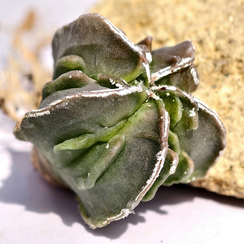 实生白眉核桃鸾凤玉仙人球多肉植物星球花卉绿植室内盆栽阳台好养