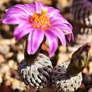 实生双头浓赤花精巧殿仙人球娇丽多肉植物花卉绿植室内阳台好养