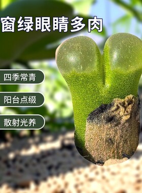 翻窗绿眼睛风铃玉多肉好养盆栽
