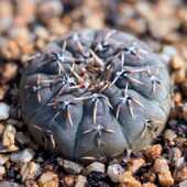 实生花刺怪龙丸仙人球开花强刺精品裸萼球属多肉植物花卉绿植盆栽