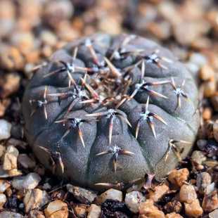 实生花刺怪龙丸仙人球开花强刺精品裸萼球属多肉植物花卉绿植盆栽