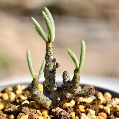 佛垢里奇峰锦多肉植物阳台好养