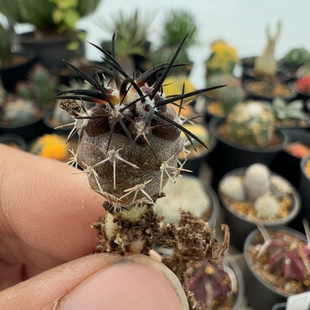 实生龙爪球栗星玉