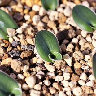 心叶虎耳兰块根多肉植物冬型种花卉绿植绒毛室内盆栽阳台四季好养