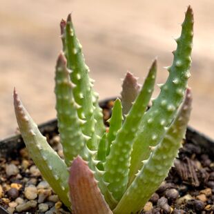 实生白肌强刺帝王锦芦荟深海阎王多肉植物花卉绿植室内盆栽阳台养