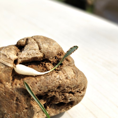 蛞蝓弹簧草块根多肉植物四季好养