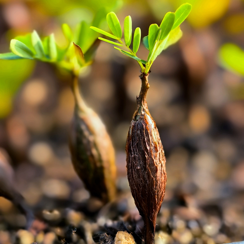 青青花草阳台好养趣味沙漠苏木绿