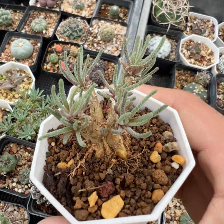 天赐块根