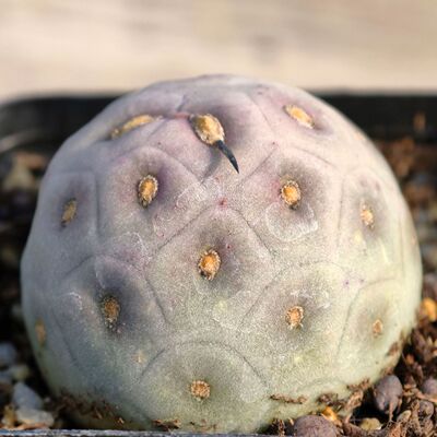 大习志野仙人球四季好养多肉植物