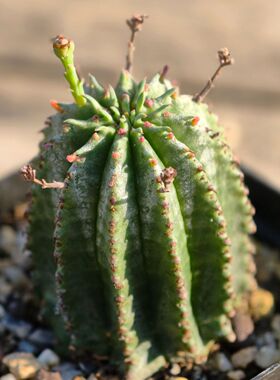 自根多棱魁伟玉多肉植物黄花大戟花卉绿植室内盆栽阳台四季好养