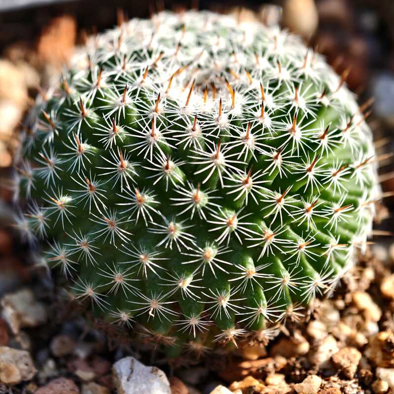 四季好养多肉植物花卉绿植大福丸