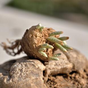 实生红花韧锦多肉植物块根回欢草属花卉绿植室内盆栽阳台四季好养