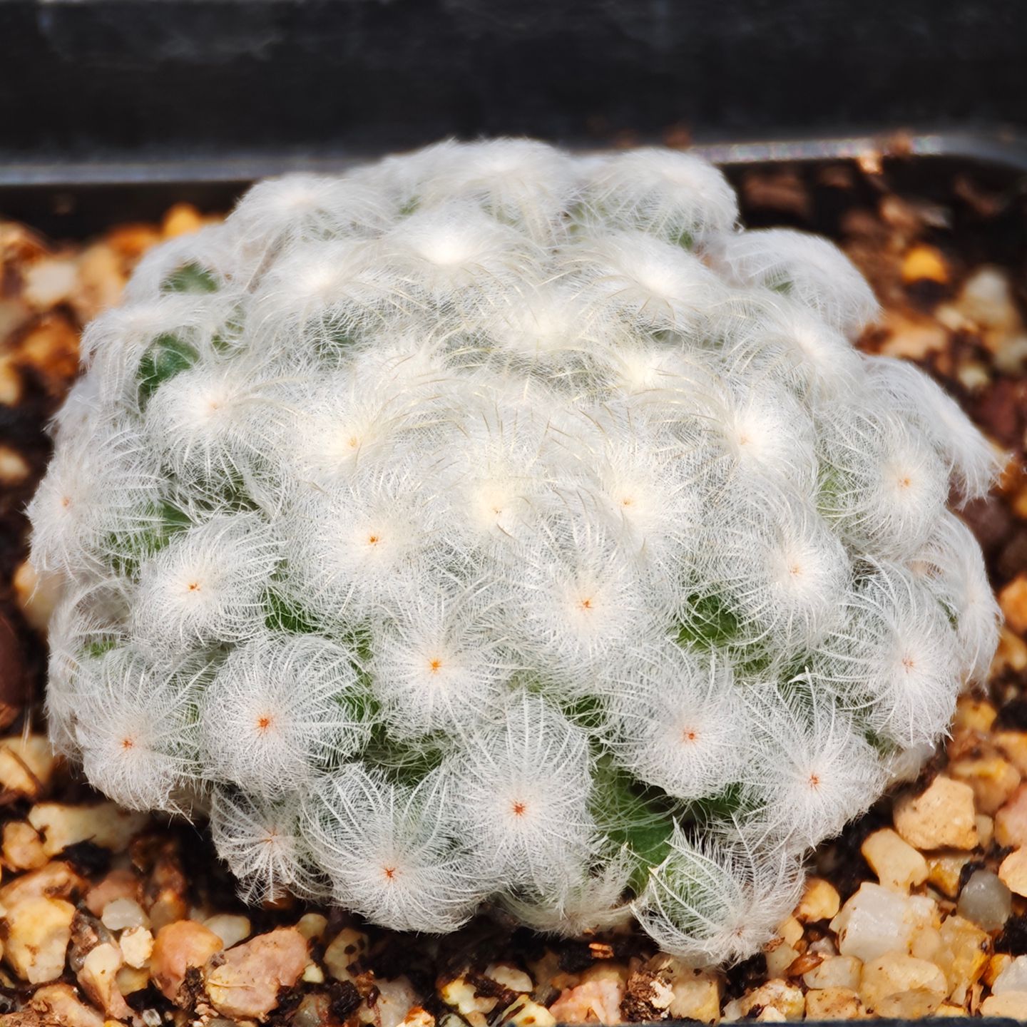 自根佛头白星仙人球多肉植物好养