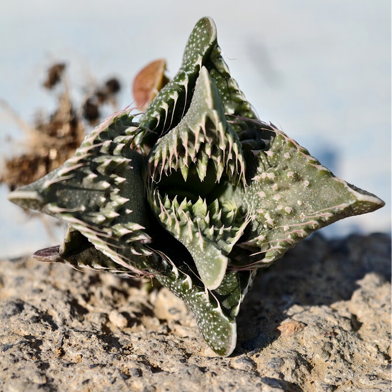 黄花深海妖怪怒涛多肉植物密刺番杏花卉绿植室内盆栽阳台四季好养,鲜花速递/花卉仿真/绿植园艺,多肉植物,淘宝优惠券,粉丝福利购,淘宝优惠卷