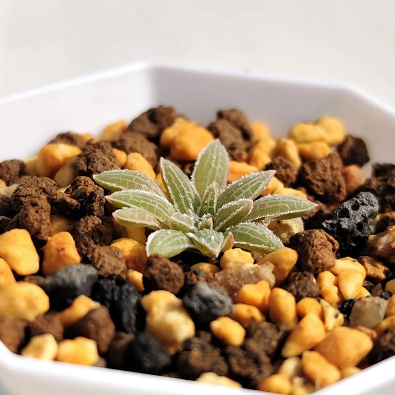 多肉植物块根新手控养精品盆栽