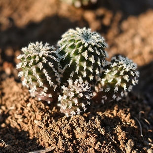 实生精巧殿刺缀群仙人球娇丽多头多肉植物花卉绿植室内盆栽好养