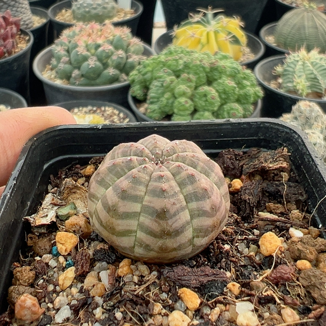 实生布杂,鲜花速递/花卉仿真/绿植园艺,多肉植物,淘宝优惠券,粉丝福利购,淘宝优惠卷