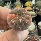 实生花刺怪龙丸锦