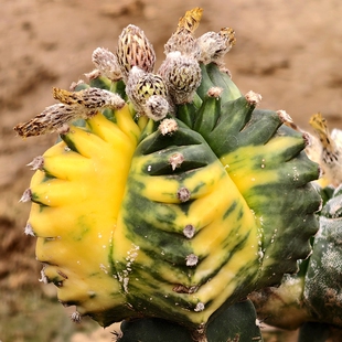 7192鸾凤玉锦种子仙人球星球多肉植物花卉绿植室内盆栽阳台好养