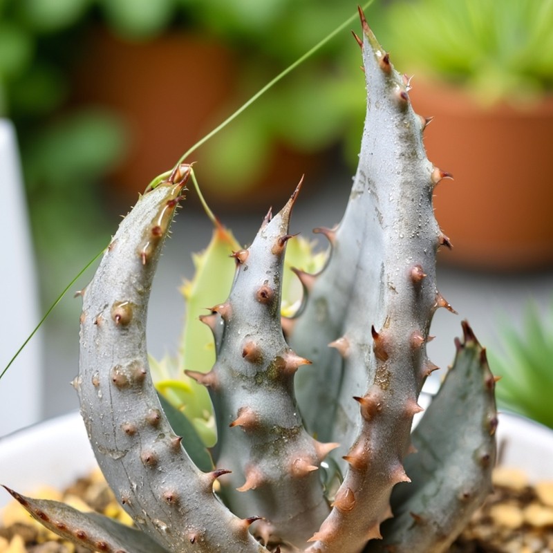 灯笼花强刺鬼切芦荟多肉植物百合科花卉绿植室内盆栽阳台四季好养