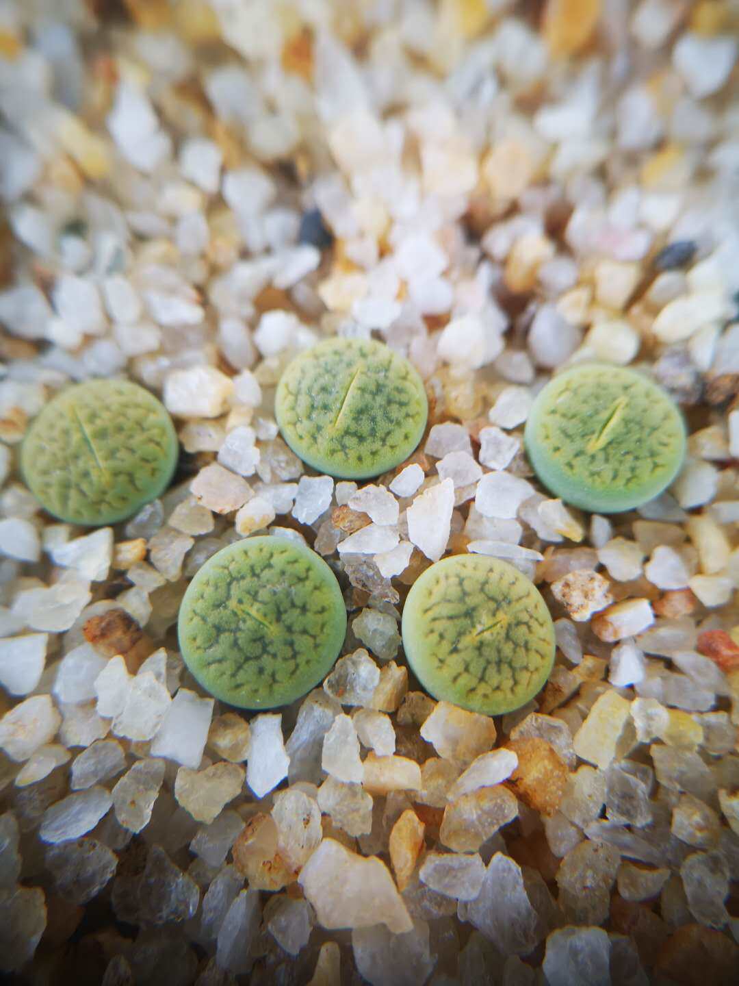 Succulent plants Lithops Rich jade Green Wealth annarosa 0.6 centimeter Clear linesin the Flower delivery/Flowers simulation/Plants gardening , Flowers/Potted plants (New) , Succulents  category - from Buy2taobao.com to provide professional Taobao agent buy service