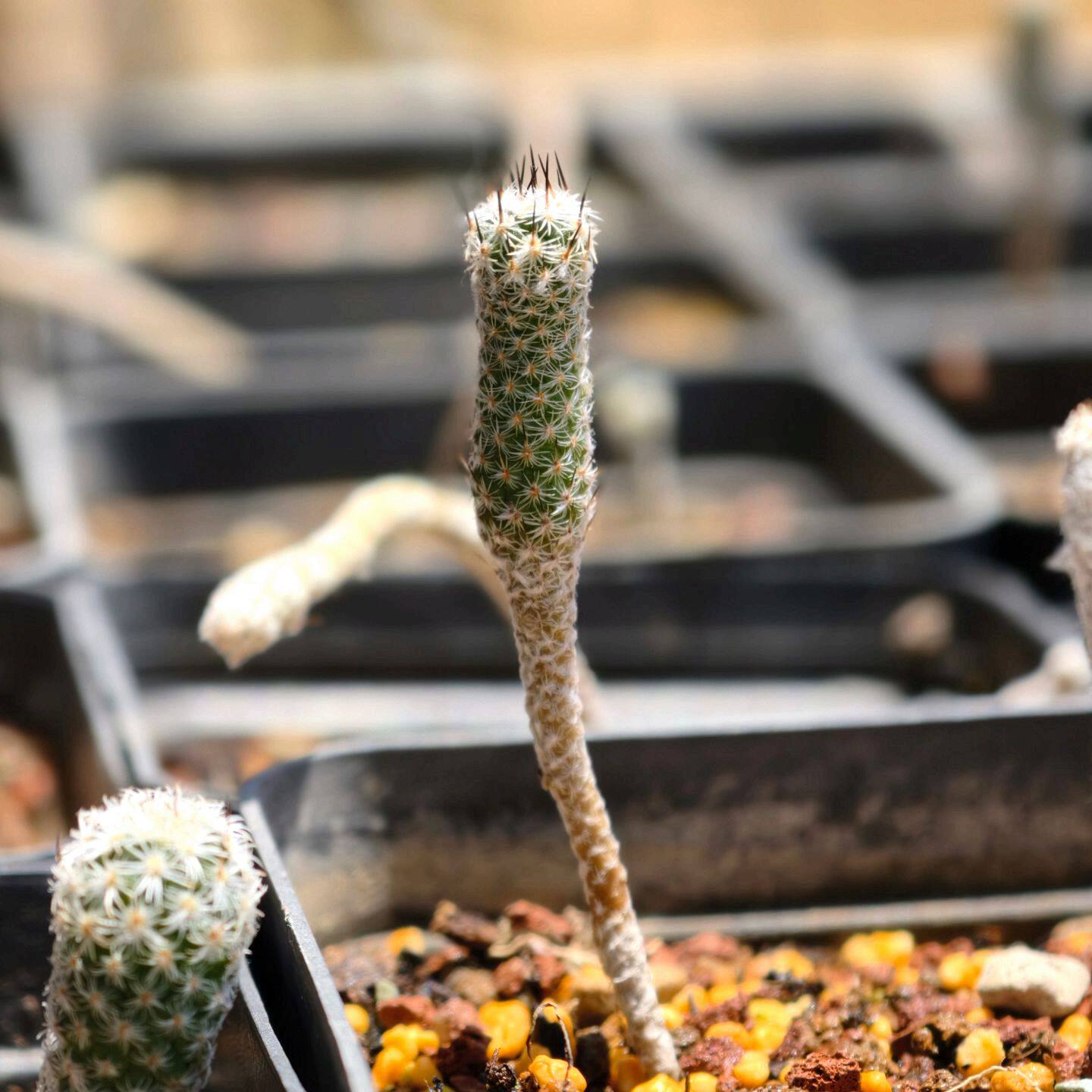 实生武辉丸垂吊块根仙人球娇丽多肉植物花卉绿植室内盆栽阳台好养