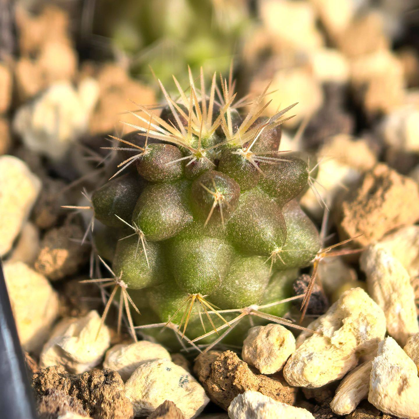 实生KK秋霜玉仙人球grandiflora龙爪多肉植物花卉盆栽阳台好养