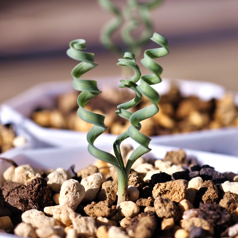 阳台好养块根发卷弹簧草多肉植物