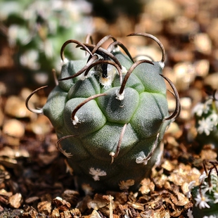实生小疣卷刺娇丽仙人球多肉植物花卉绿植室内盆栽阳台四季好养