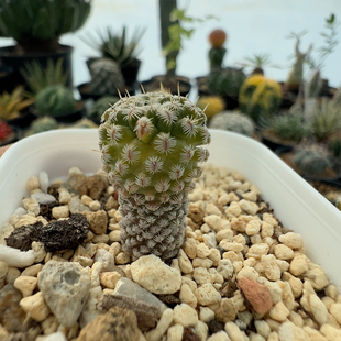 实生海胆娇丽锦