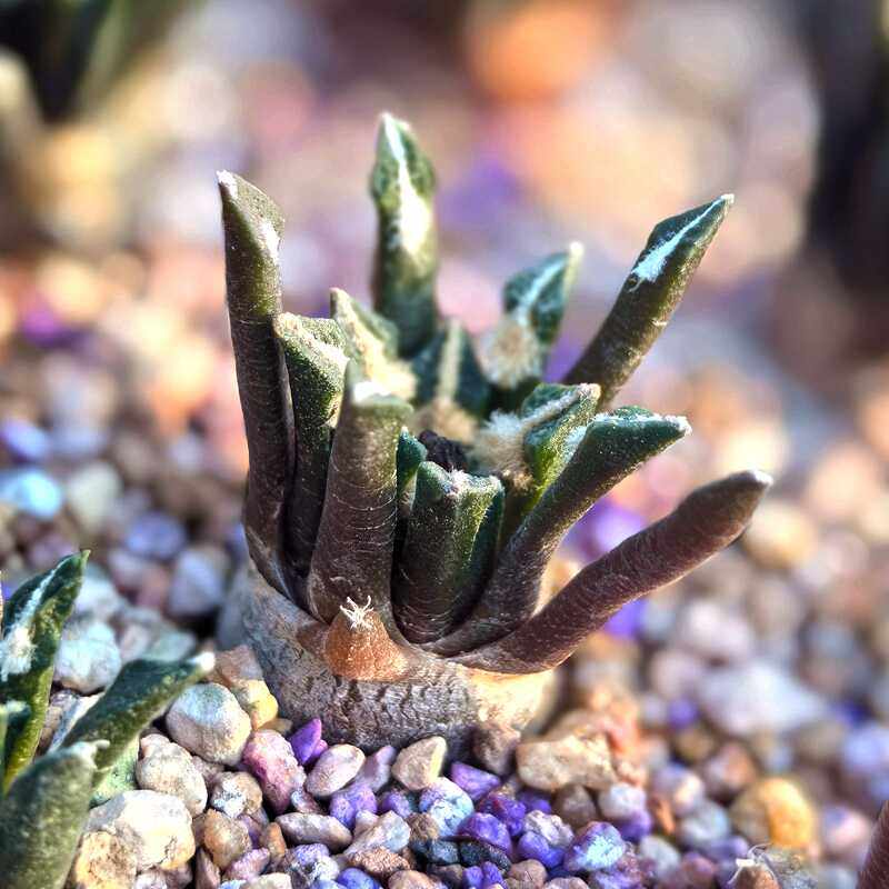 实生黑牡丹园艺仙人球多肉植物花卉绿植毛茸可爱阳台庭院盆栽趣味