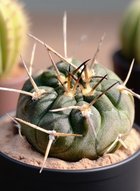 实生摩天龙仙人球裸萼球属强刺多肉植物花卉绿植室内盆栽阳台好养