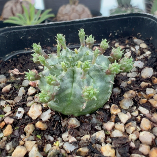 实生鲲鲲法丽达2.5